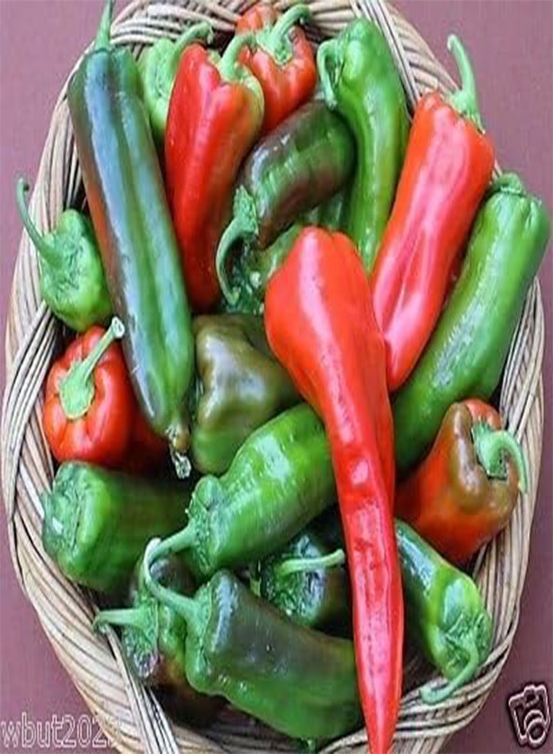 جي جوت بذور "قرن ريد بول الحلو" 50، تلقيح مفتوح، إرث، عضوي! - Image 3