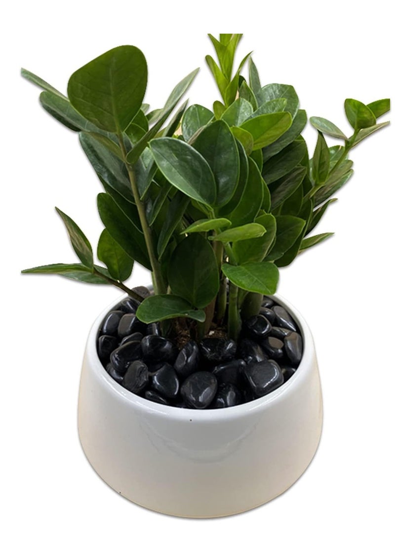 vsell24 3-5cm Large Black Decorative Natural River Pebbles Light Polished Stones For Glassware, Vases, Outdoor Graden, Lawn Aquariums - Image 4