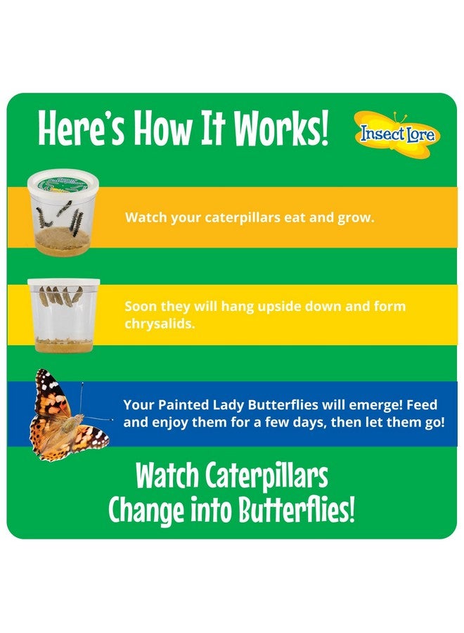 Insect Lore Birthday Butterfly Garden Butterfly Growing Kit With Live Caterpillars 5 Caterpillars Reusable Habitat Stem Butterfly Journal Birthday Card & More - Image 5