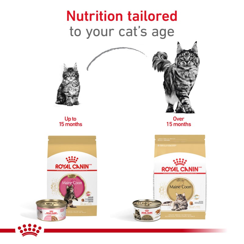 ROYAL CANIN طعام جاف للقطط من رويال كانين لتغذية سلالة ماين كون، 3 رطل - Image 5