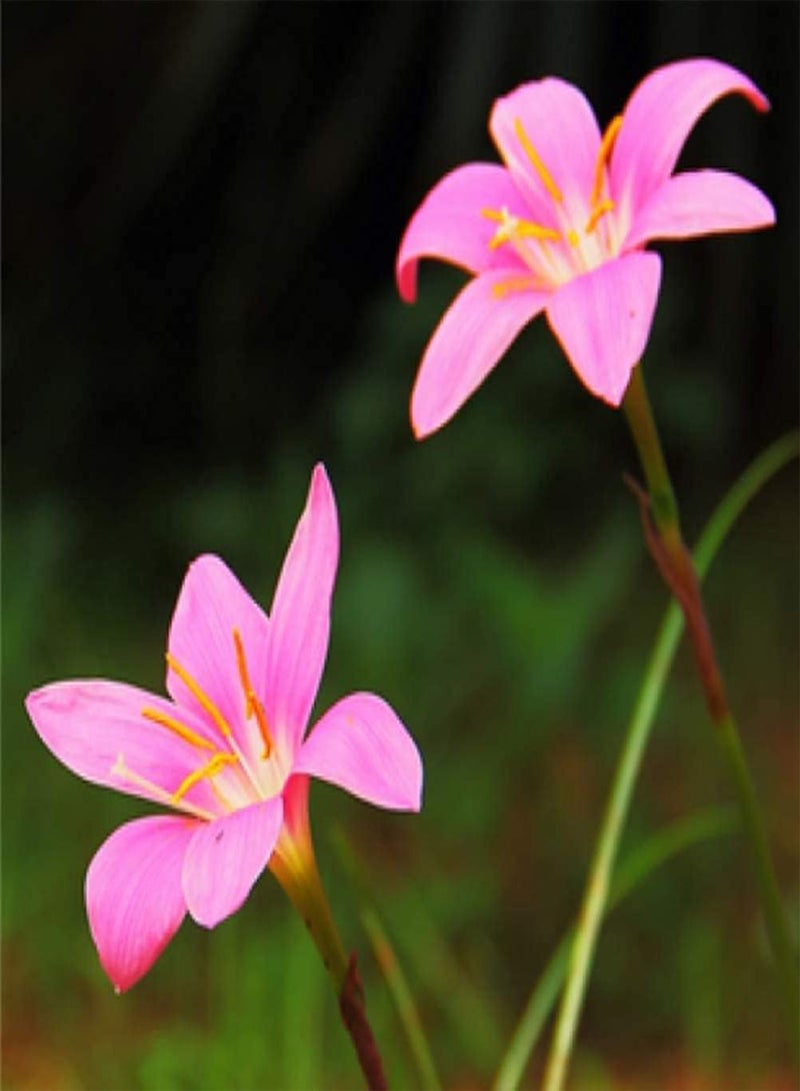 GGOOT 5pcs Fresh Zephyranthes seeds Perennial Heirloom Herbal Flowers Tubers Pink Rain Lilys for Outdoor Home Planting Courtyard Beautiful Decoration - Image 2