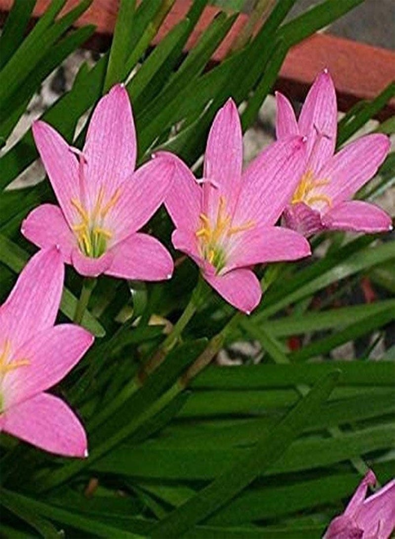 GGOOT 5pcs Fresh Zephyranthes seeds Perennial Heirloom Herbal Flowers Tubers Pink Rain Lilys for Outdoor Home Planting Courtyard Beautiful Decoration - Image 3