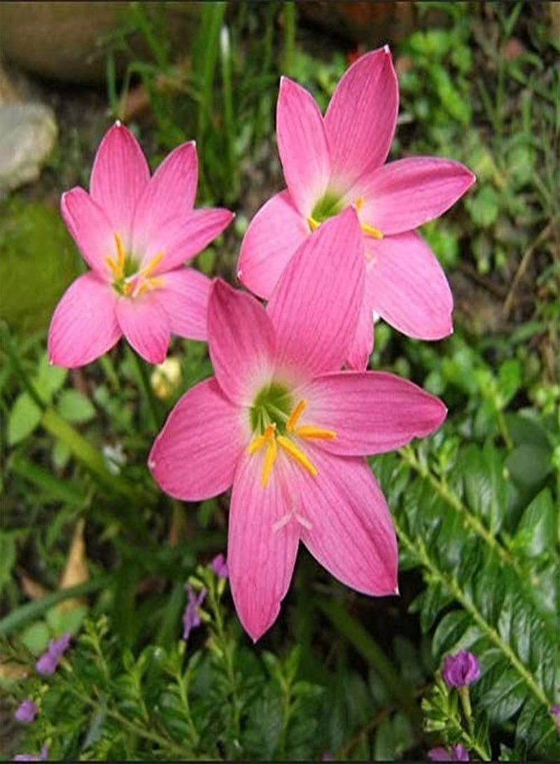 GGOOT 5pcs Fresh Zephyranthes seeds Perennial Heirloom Herbal Flowers Tubers Pink Rain Lilys for Outdoor Home Planting Courtyard Beautiful Decoration - Image 1