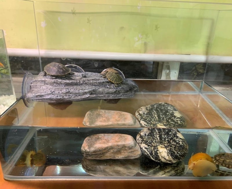 YZHZOM Turtle Basking Platform with Suction Cups, Floating Resting Terrace for Frogs, Terrapins and Tortoises - Image 5