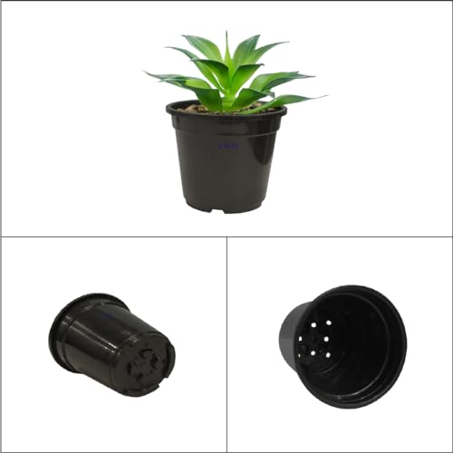 KWEL Nursery Pot 5-inch Plastic for Home Planters, Terrace, Garden Suitable for Home Indoor & Outdoor Gardening Plants Black Color (Pack of 12) - Image 5