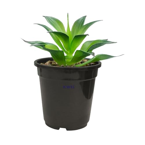 KWEL Nursery Pot 5-inch Plastic for Home Planters, Terrace, Garden Suitable for Home Indoor & Outdoor Gardening Plants Black Color (Pack of 12) - Image 2