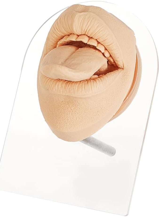 KASTWAVE - Silicone Tongue Mouth Model, Flexible Model Body Part Display with Acrylic Stand Lifelike Human Model Simulation for Jewelry Display Teaching Tool Earrings Practice (Skin Color) - Image 1