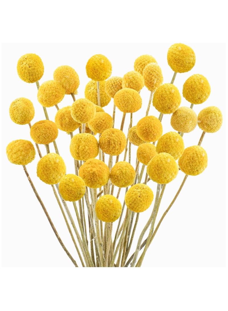 30 PCS Natural Dried Flowers, Golden Balls Hammer Flowers Flower Bouquet, Floral Bouquet for Arrangement Wedding Home Tall Vase Decoration, Craspedia Billy - Image 1