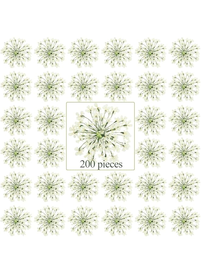 The Bros Dried Pressed Flowers for Resin, 200 Pcs Real Pressed Flowers Dry Leaves Bulk Ammi Majus Natural Pressed Dried Flower Dry Flowers for Crafts DIY Wedding Home Decor Scrapbooking Gift Soap Making - Image 1
