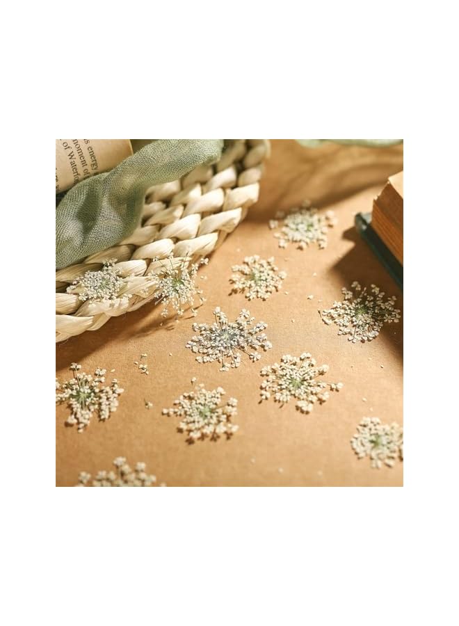 The Bros Dried Pressed Flowers for Resin, 200 Pcs Real Pressed Flowers Dry Leaves Bulk Ammi Majus Natural Pressed Dried Flower Dry Flowers for Crafts DIY Wedding Home Decor Scrapbooking Gift Soap Making - Image 2