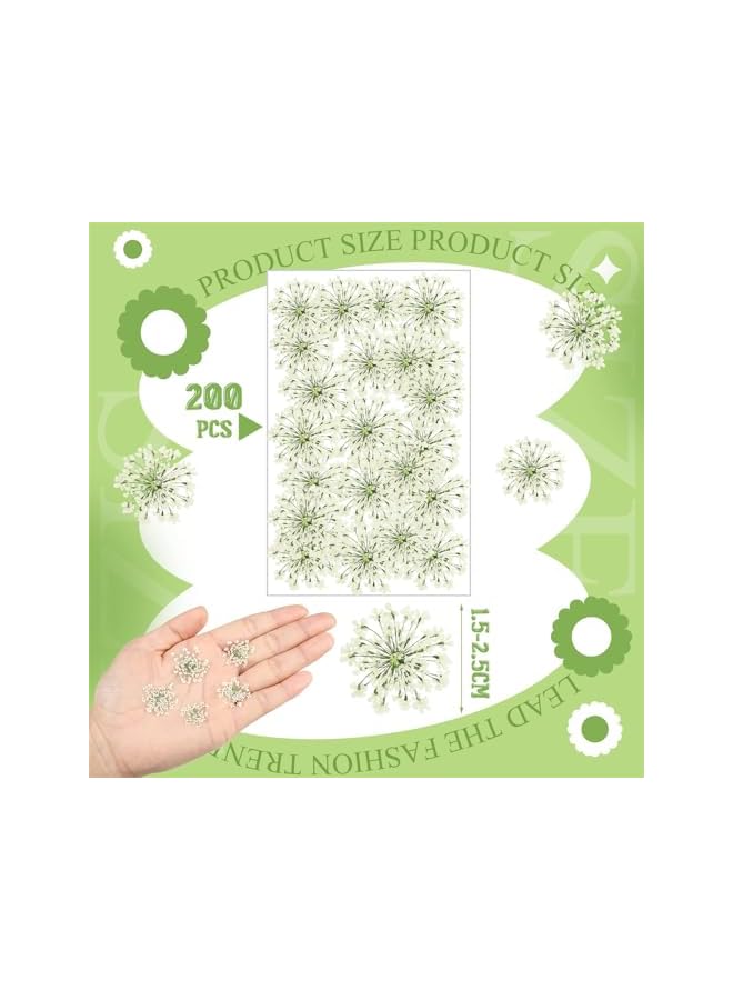 The Bros Dried Pressed Flowers for Resin, 200 Pcs Real Pressed Flowers Dry Leaves Bulk Ammi Majus Natural Pressed Dried Flower Dry Flowers for Crafts DIY Wedding Home Decor Scrapbooking Gift Soap Making - Image 3