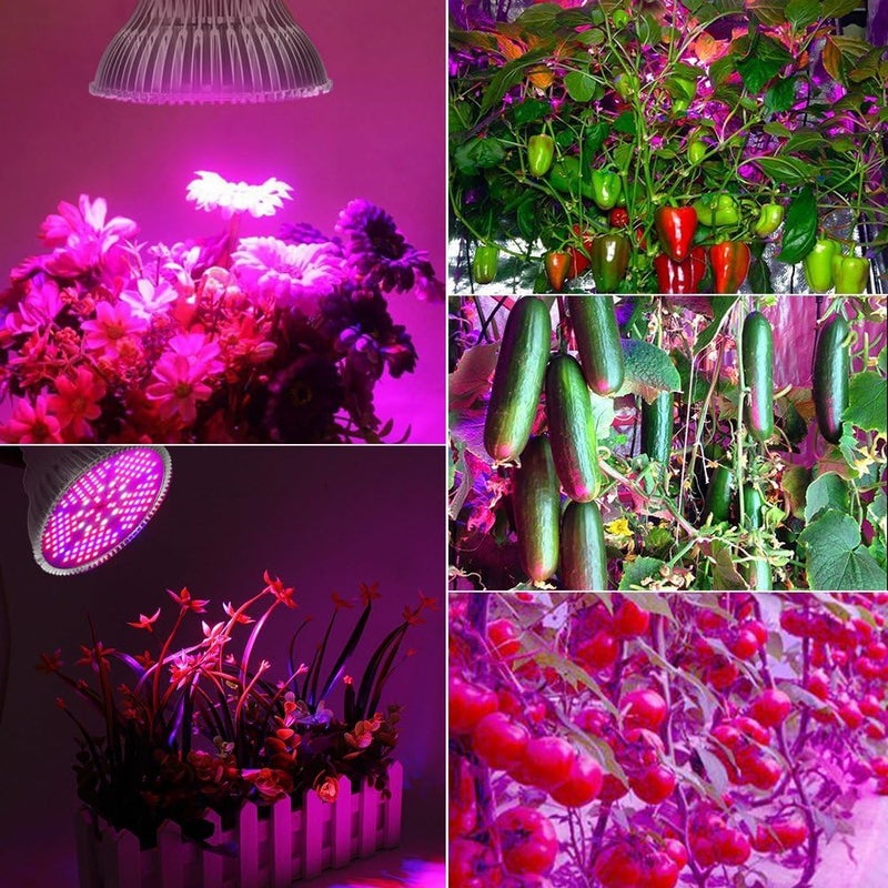 highydroLED [Pack of 2] 100W Led Plant Grow Light Bulb, Full Spectrum 150 LEDs Indoor Plants Growing Light Bulb Lamp for Vegetables Greenhouse and Hydroponic, E26 E27 Base Grow Light Bulbs, AC 85~265V - Image 2