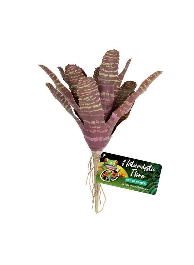 زوو ميد نبات بروميلياد الكستناء الطبيعي من Zoo Med للاستخدام في الحديقة المائية والبالوداريوم