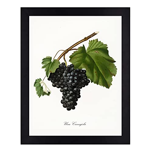 Interio Crafts Botanical Prints With Synthetic Wood Frame, Paintings with Frame For Living Room Bedroom Office Home Wall Decor (Frame Size 13 x10 Inches) - Set of 4 - Image 4