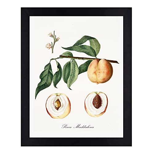 Interio Crafts Botanical Prints With Synthetic Wood Frame, Paintings with Frame For Living Room Bedroom Office Home Wall Decor (Frame Size 13 x10 Inches) - Set of 4 - Image 5