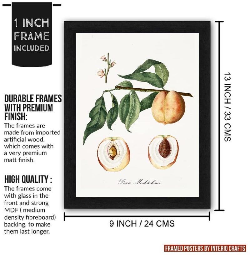 Interio Crafts Botanical Prints With Synthetic Wood Frame, Paintings with Frame For Living Room Bedroom Office Home Wall Decor (Frame Size 13 x10 Inches) - Set of 4 - Image 3
