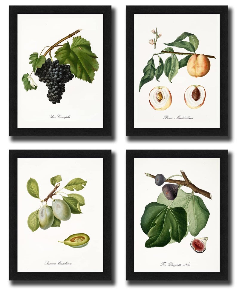 Interio Crafts Botanical Prints With Synthetic Wood Frame, Paintings with Frame For Living Room Bedroom Office Home Wall Decor (Frame Size 13 x10 Inches) - Set of 4 - Image 1