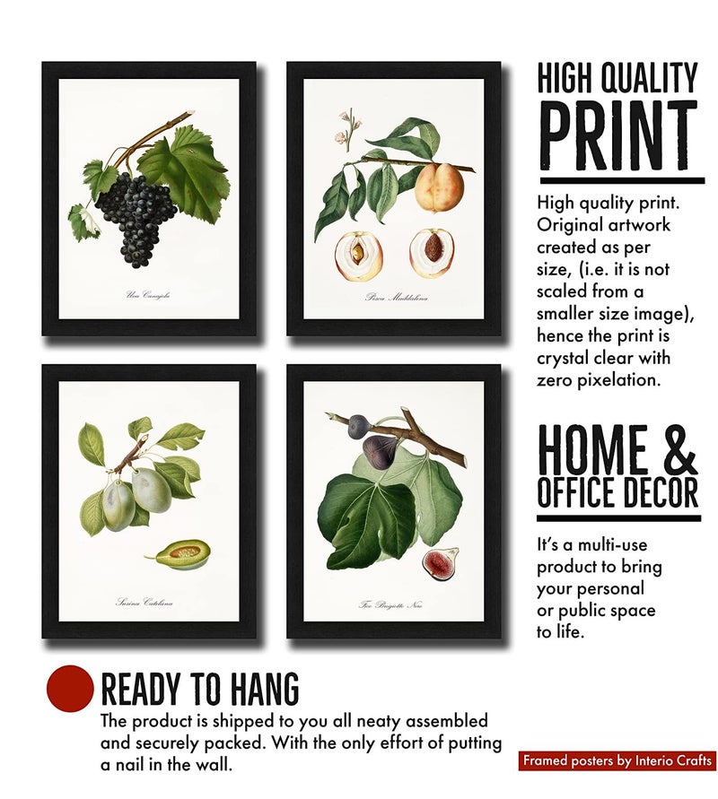 Interio Crafts Botanical Prints With Synthetic Wood Frame, Paintings with Frame For Living Room Bedroom Office Home Wall Decor (Frame Size 13 x10 Inches) - Set of 4 - Image 2