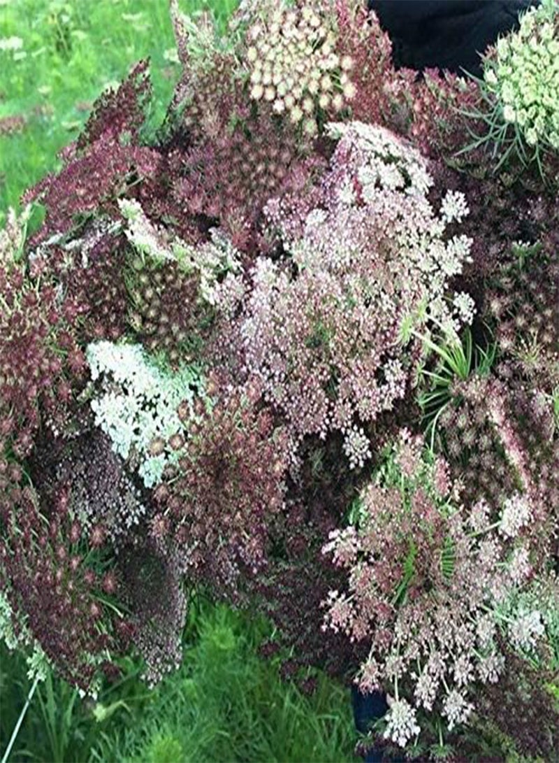 GGOOT Daucus carota Dara Approx. 25 Seeds, Cottage Garden Annual and Cut Flowers (M) - Image 1
