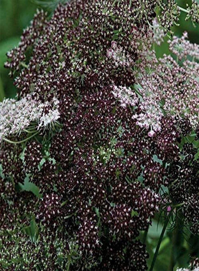 GGOOT Daucus carota Dara Approx. 25 Seeds, Cottage Garden Annual and Cut Flowers (M) - Image 2