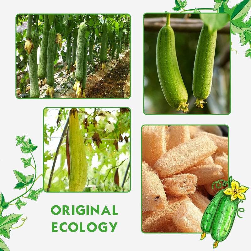 Nogeqi 3pcs Natural LoofahNatural Loofah SpongeExfoliating Body ScrubberLuffa SpongesEgyptian LoofahsShower Sponge for BodyBack Scrubbers for Use in Shower for Man and WomanLarge Small - Image 4