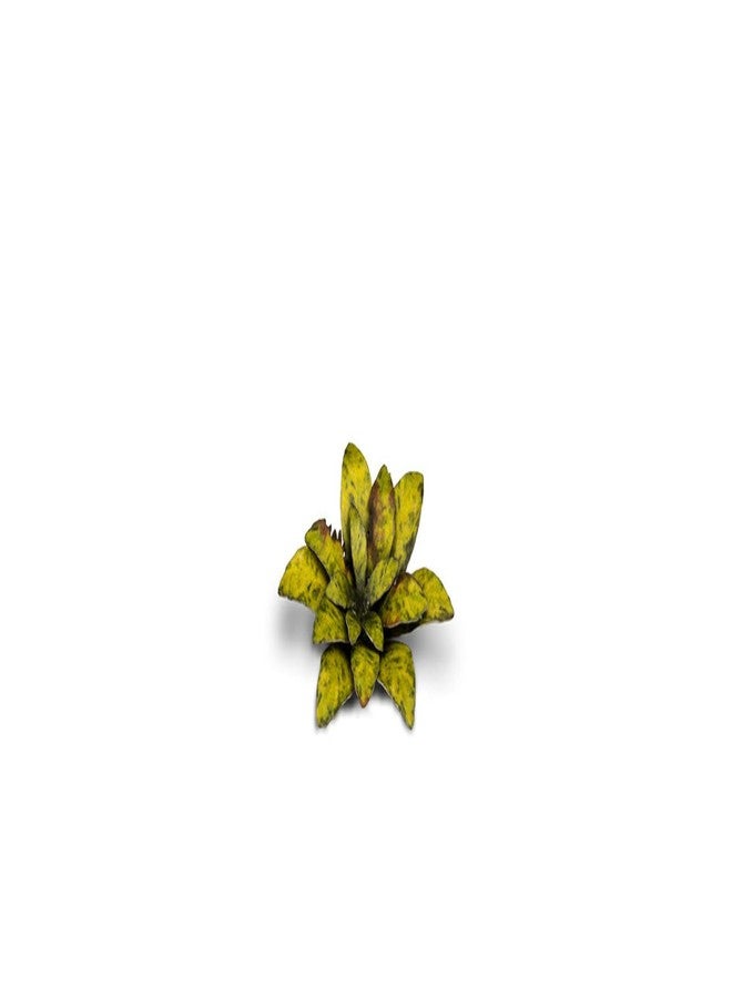 Gamers Grass - Laser Plants - Dumb Cane - Image 3