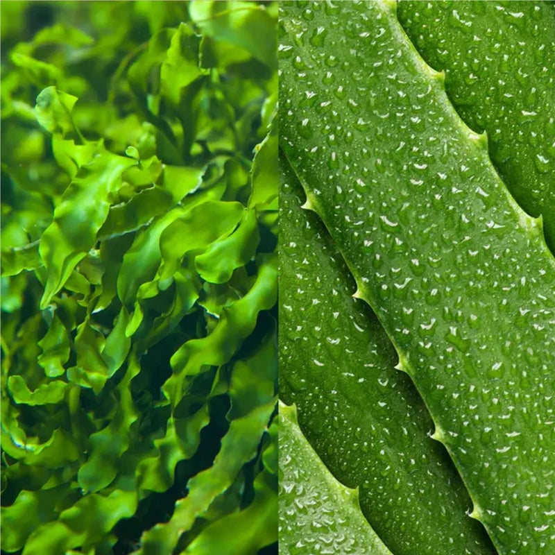 Mario Badescu Seaweed Cleasing Lotion for Combination, Dry and Sensitive Skin |Facial Toner that Clarifies and Replenishes |Formulated with Witch Hazel & Bladderwrack Extract| 16 FL OZ - Image 2