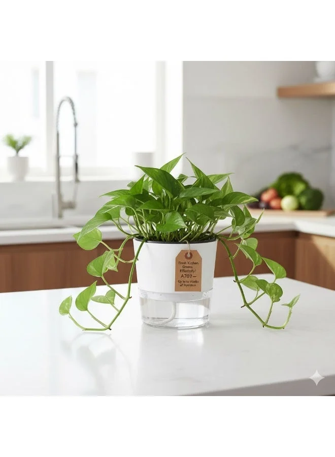 Thugfit Self Watering Planter Pots, African Violet Pots A 709 XL for Indoor Outdoor Windowsill Gardens, Self Aerating, High Drainage, Deep Reservoir  Self-Watering Pots Home Decor