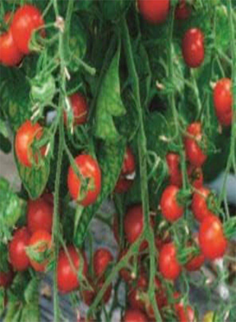 GGOOT 130 Seeds of Cherry Tomato Cerise, Grow Your Own Fruit