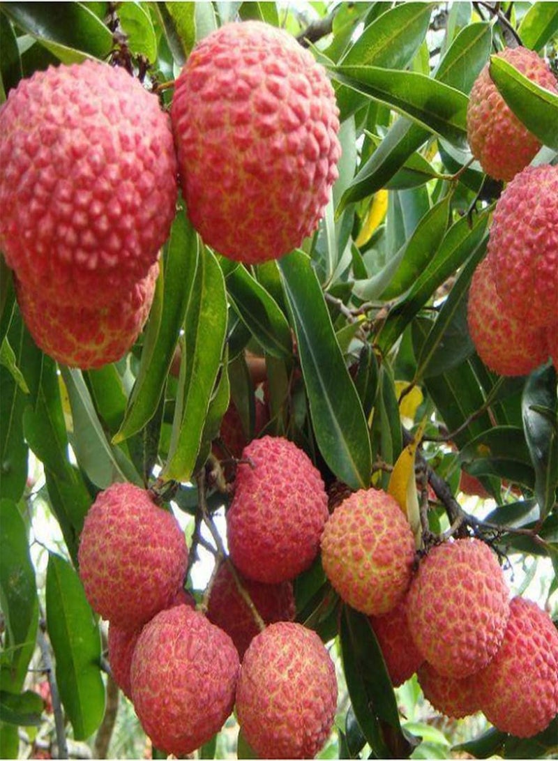 جي جوت 15 قطعة من بذور الليتشي لزراعة فاكهة ذات ألوان زاهية وقشر أحمر، أصناف تستخدم على نطاق واسع وسهلة العناية وتجلب شعورًا بالإنجاز - Image 3
