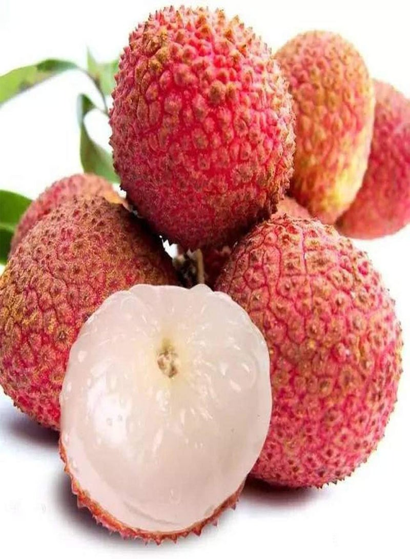 جي جوت 15 قطعة من بذور الليتشي لزراعة فاكهة ذات ألوان زاهية وقشر أحمر، أصناف تستخدم على نطاق واسع وسهلة العناية وتجلب شعورًا بالإنجاز - Image 1