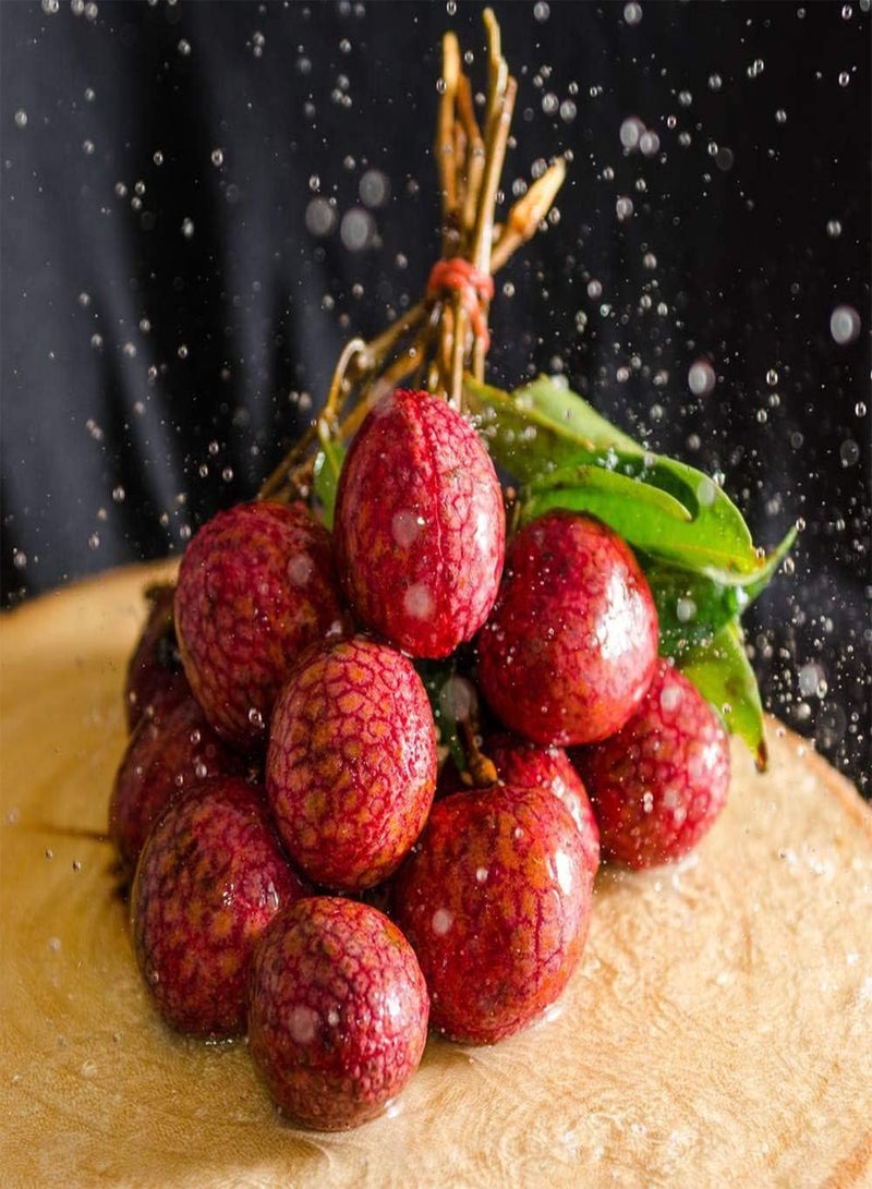 جي جوت 15 قطعة من بذور الليتشي لزراعة فاكهة ذات ألوان زاهية وقشر أحمر، أصناف تستخدم على نطاق واسع وسهلة العناية وتجلب شعورًا بالإنجاز - Image 2