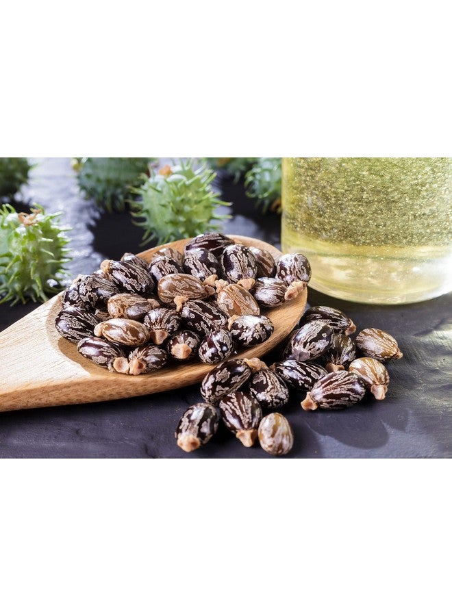 أوبو زيت الخروع العضوي | عضوي معتمد من وزارة الزراعة الأمريكية، نقي ١٠٠٪ ومعصور على البارد، مكرر، غير معدل وراثيًا، خالٍ من الهكسان - ١٦ أونصة - للبشرة، الشعر، الأظافر، الجسم، الرموش، النمو، الترطيب، التغذية - Image 5