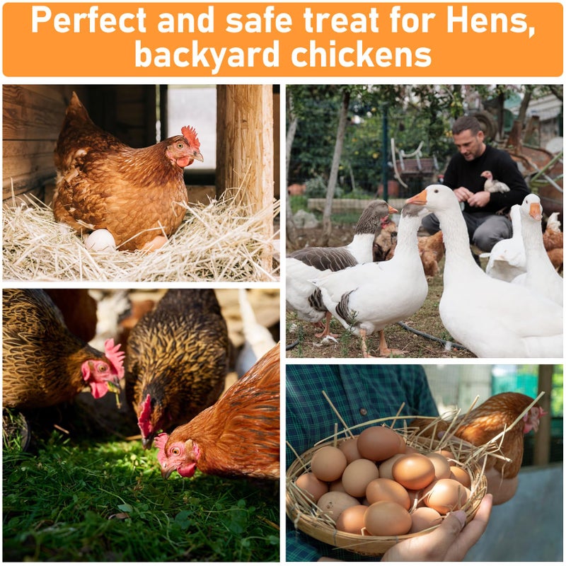 MAQIHAN 10oz Chicken Nesting Herbs - Dried Herb Layer Feed Coop and Run Insulation Roosting Bars for Box Pads Supplies Laying Hens Chicks Vacuum Packed Bedding Winter - Image 5