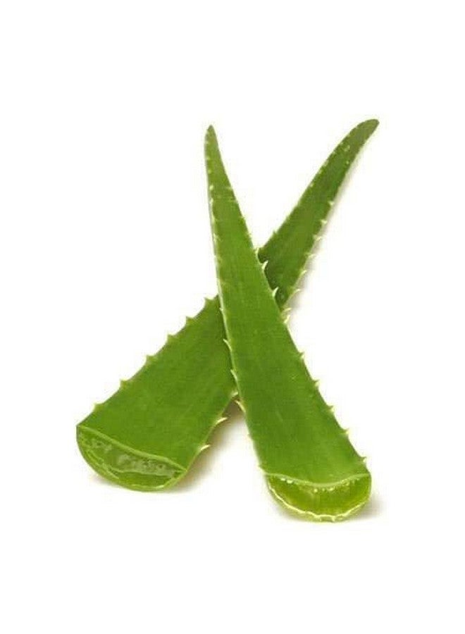 Generic NATURAL ALEOVERA LEAFS 100% ORGANIC  - Image 1