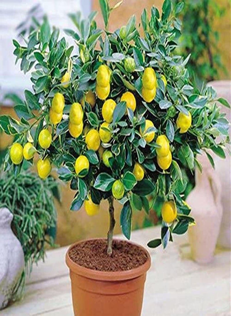 GGOOT 20Pcs Yellow Lemon Seeds Fresh Lime Seed Natural Healthy Fruit for Outdoor Garden Planting Easy Survive Low Maintenance - Image 1