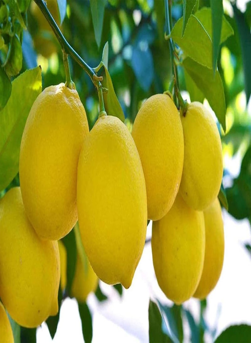 GGOOT 20Pcs Yellow Lemon Seeds Fresh Lime Seed Natural Healthy Fruit for Outdoor Garden Planting Easy Survive Low Maintenance - Image 2