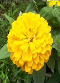 GGOOT 200 Zinnia Seeds Bulk Mix Planted in Your Garden Rich in Color They Quickly Grow and Bloom Throughout The Summer Zinnia Plants Live is Also Good for Home Decoration  - Image 4