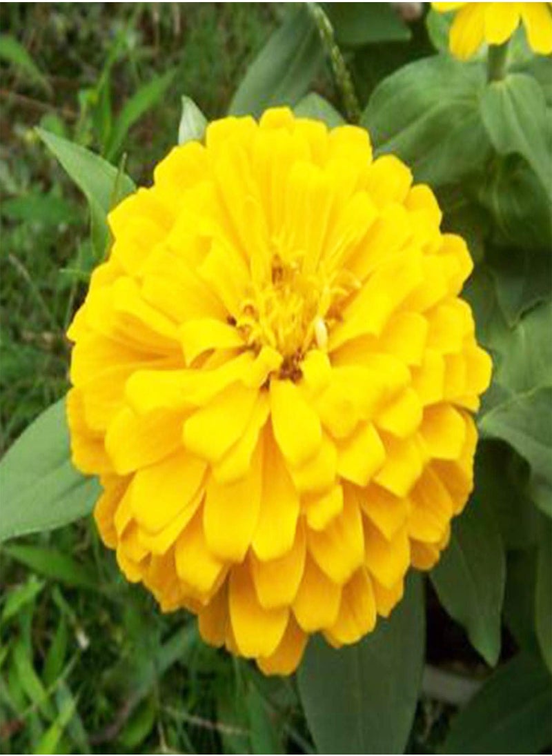 GGOOT 200 Zinnia Seeds Bulk Mix Planted in Your Garden Rich in Color They Quickly Grow and Bloom Throughout The Summer Zinnia Plants Live is Also Good for Home Decoration  - Image 4