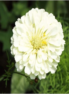 GGOOT 200 Zinnia Seeds Bulk Mix Planted in Your Garden Rich in Color They Quickly Grow and Bloom Throughout The Summer Zinnia Plants Live is Also Good for Home Decoration  - Image 5