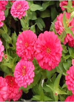 GGOOT 200 Zinnia Seeds Bulk Mix Planted in Your Garden Rich in Color They Quickly Grow and Bloom Throughout The Summer Zinnia Plants Live is Also Good for Home Decoration  - Image 3