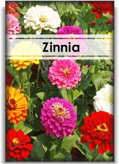 GGOOT 200 Zinnia Seeds Bulk Mix Planted in Your Garden Rich in Color They Quickly Grow and Bloom Throughout The Summer Zinnia Plants Live is Also Good for Home Decoration  - Image 1