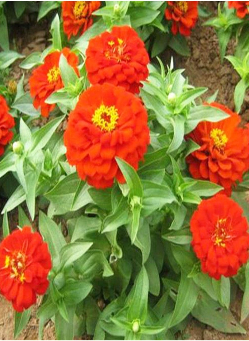 GGOOT 200 Zinnia Seeds Bulk Mix Planted in Your Garden Rich in Color They Quickly Grow and Bloom Throughout The Summer Zinnia Plants Live is Also Good for Home Decoration  - Image 2