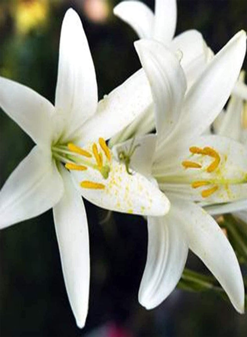 GGOOT 3Pcs White Lily seeds Elegant Indoor Decorative Bouquet for Cut Flowers Gardening Strong Aroma Efficient Planting in Outdoor Gardens - Image 2