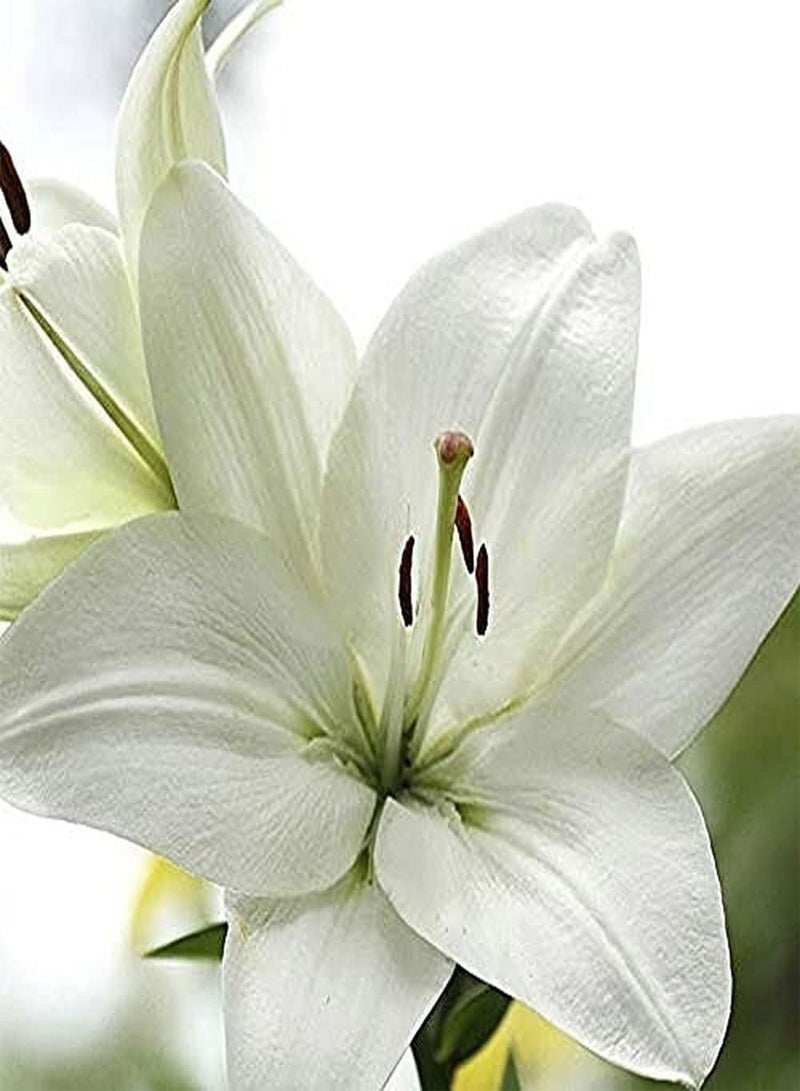GGOOT 3Pcs White Lily seeds Elegant Indoor Decorative Bouquet for Cut Flowers Gardening Strong Aroma Efficient Planting in Outdoor Gardens - Image 1