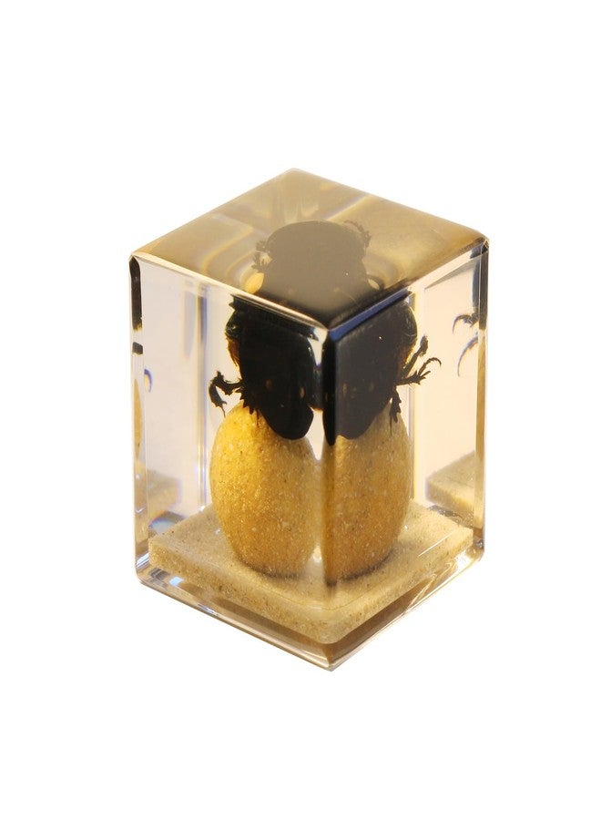 REALBUG Real Dung Beetle Cube Desk Decoration - Image 2