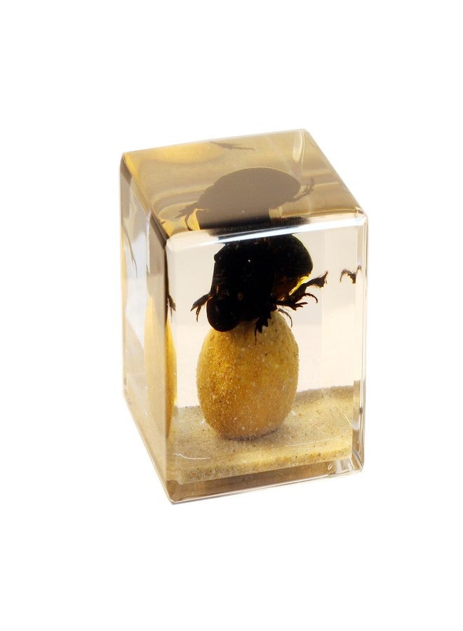 REALBUG Real Dung Beetle Cube Desk Decoration - Image 1