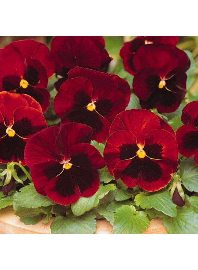 Pansy F1 Scarlet Red Blotch Flower Seeds