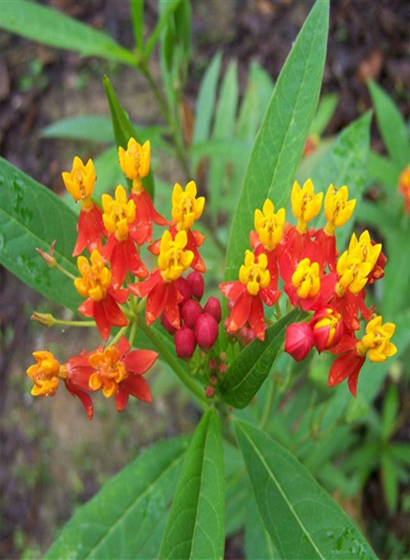 GGOOT 100Pcs Seeds Home Garden View Orange Butterfly Milkweed Asclepias Flower Seeds Plants - Image 5