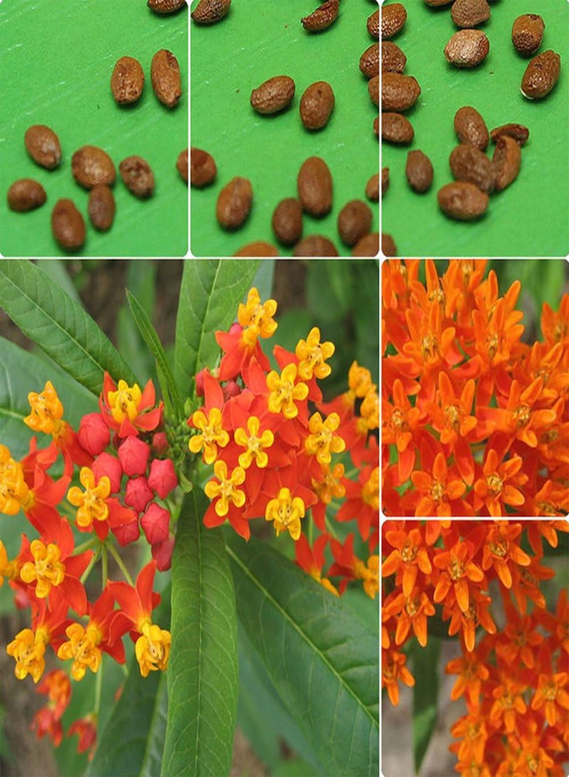 GGOOT 100Pcs Seeds Home Garden View Orange Butterfly Milkweed Asclepias Flower Seeds Plants - Image 2